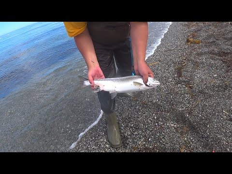 Видео: Горбуша клюет без остановки! Сахалинская рыбалка / Сломал спиннинг / Рыбалка горбуша