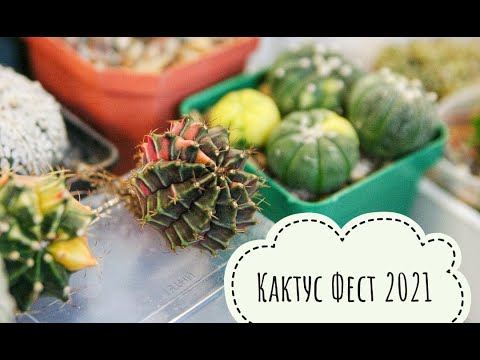 Видео: Кактус Фест 2021