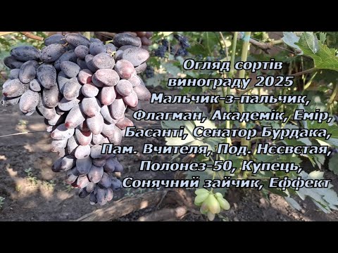 Видео: Огляд сортів винограду 30 серпня 2025 частина-2