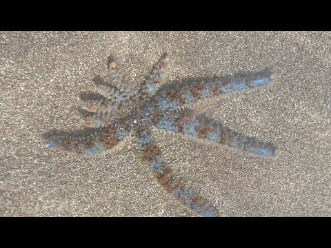 Видео: Пипецкая морская звезда!!!! Девять лучей наконец-то повезло!