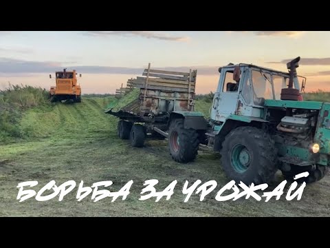 Видео: Заготавливаем кукурузу на силос. Урожайность 300ц/га. К-701 трамбует. Камазы,кировец и Т-150 буксуют