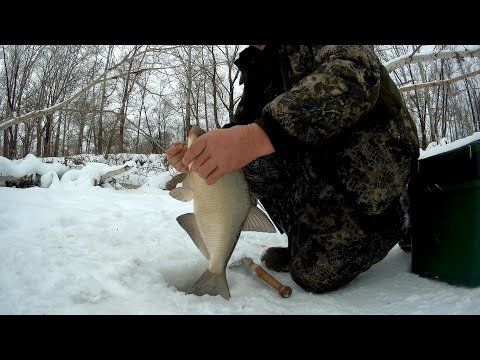 Видео: Один на реке.Только я и лещ! Рыбалка на Оби.