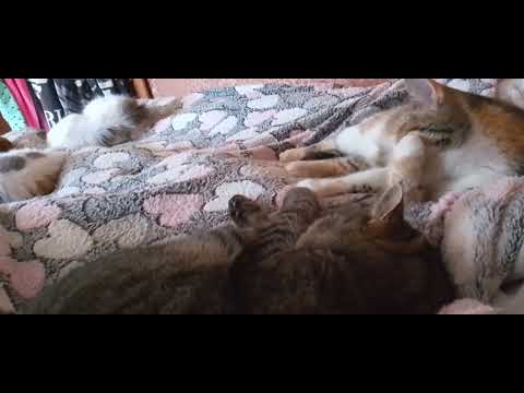 Видео: ВОТ ТАКОЕ УТРО РАННЕЕ!🌅🥰😺🩷