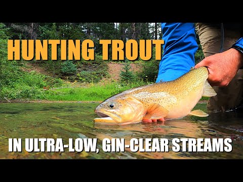 Видео: Охота на форель: как найти и поймать форель в ОЧЕНЬ слабых, прозрачных ручьях (нахлыстовая ловля ...