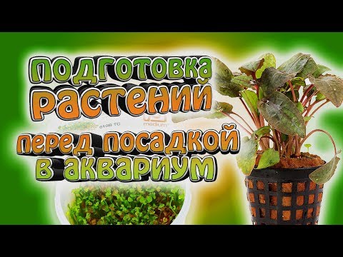Видео: Как подготовить аквариумные растения перед посадкой!
