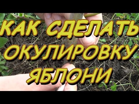 Видео: КАК ПРИВИТЬ ЯБЛОНЮ ОДНИМ ГЛАЗКОМ ЛЕТОМ.ОКУЛИРОВКА ДВУМЯ СПОСОБАМИ.