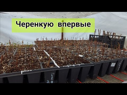 Видео: Начала черенковать жимолость