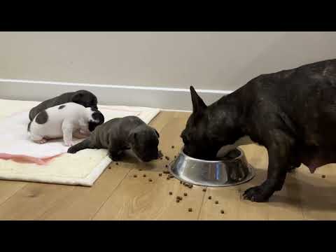 Видео: 30 ХОНОГТОЙ БОЛЛОО🥰