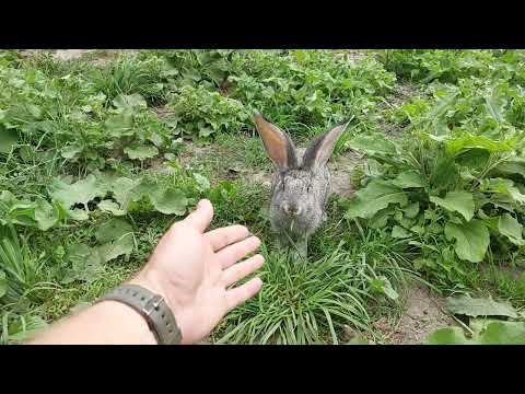 Видео: Утримання кролів на вигулі! #кролик #кролики