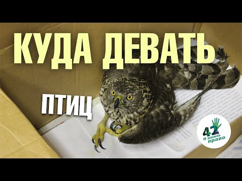 Видео: Невредный совет    что делать если вы нашли птицу