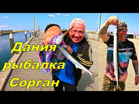 Видео: Дания Рыбалка Сарган!