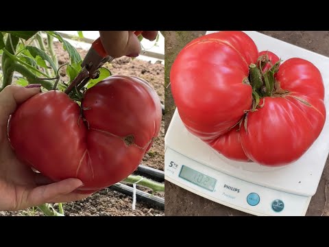 Видео: Помидор гигантпобедитель