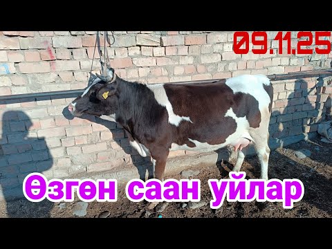 Видео: Саандар акча болуп атат 👍💯