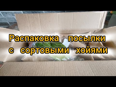 Видео: Распаковка посылки с сортовыми хойями