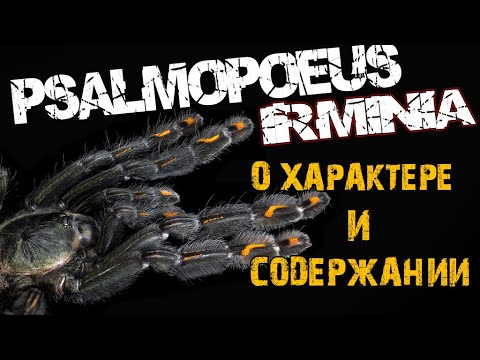 Видео: Содержание ПТИЦЕЕДА Ирминия ( Psalmopoeus irminia )