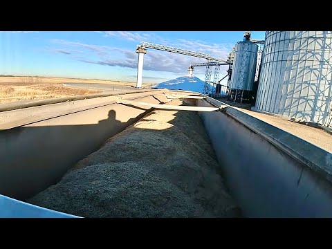 Видео: 142. Везу SCREENING с элеватора на ферму  Альберта, Канада 2023