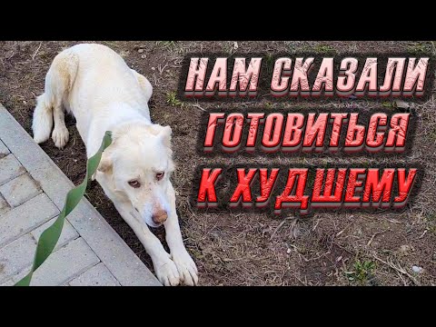Видео: Анализы крови Леди показали СТРАШНОЕ😱 В Сердце и в Легких у нее...