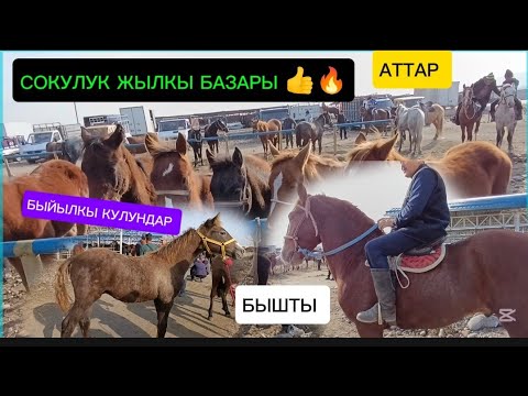 Видео: ЖЫЛКЫ БАЗАР СОКУЛУК МАЛ БАЗАР 18/10/25/ТАЙЛАР/БЭЭЛЕР/АТТАР 