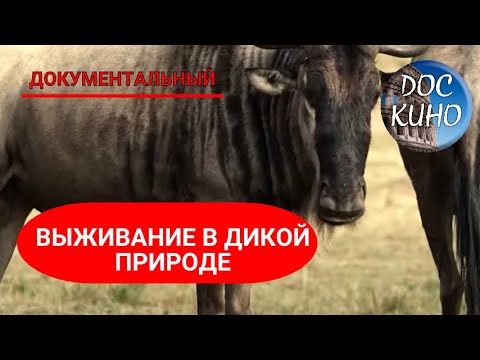 Видео: 🎭 ВЫЖИВАНИЕ В ДИКОЙ ПРИРОДЕ🌎 ДОКУМЕНТАЛЬНОЕ КИНО 🎆 2015