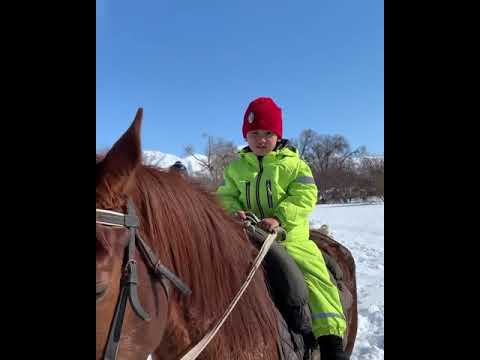 Видео: Хамза бәйге бала