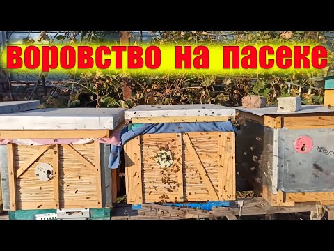 Видео: Нападение пчел воровок на улей. Пчелиное воровство осенью на пасеке