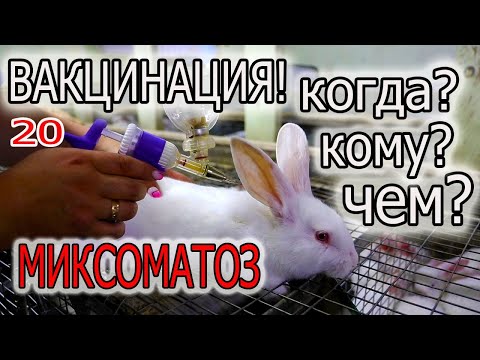 Видео: ВСЕ О ВАКЦИНАЦИИ! ВАКЦИНАЦИЯ КРОЛИКОВ ОТ МИКСОМАТОЗА.