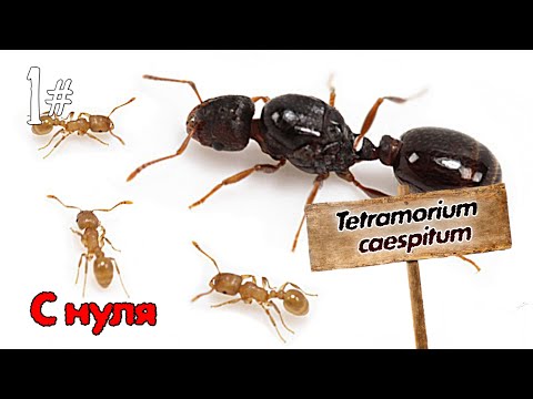 Видео: tetramorium caespitum с нуля! #1|Империя с нуля.