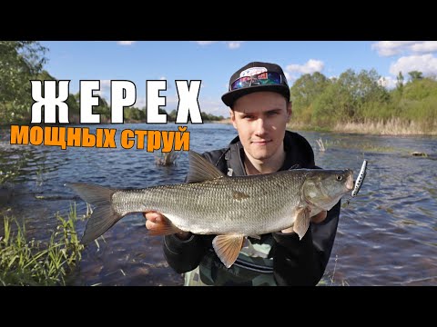 Видео: ЖЕРЕХ в КИПЯЩЕМ ПОТОКЕ Реки!!! РЫБАЛКА на Жереха и Голавля со Спиннингом!