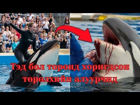Видео: Podcast #123 Хүний аминд хүрсэн алуурчин халим "Tilikum"