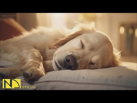 Видео: 20 часов любимой музыки собак🐶💖Музыка для сна собак 🐶🎵 Музыка для снятия беспокойства при разлуке🎵