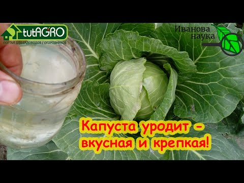 Видео: СУПЕРПОДКОРМКА ДЛЯ КАПУСТЫ! КАПУСТА РАСТЁТ НА ГЛАЗАХ БЕЗ ВРЕДИТЕЛЕЙ И БОЛЕЗНЕЙ! ПОДКОРМКА КАПУСТЫ!