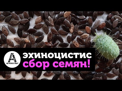 Видео: Эхиноцистис лопастный, ежовник, колючеплодник, иглистый огурец - собираем урожай!