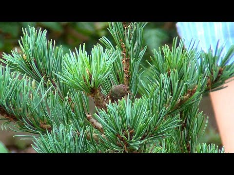 Видео: Сосна. Посадка и уход.