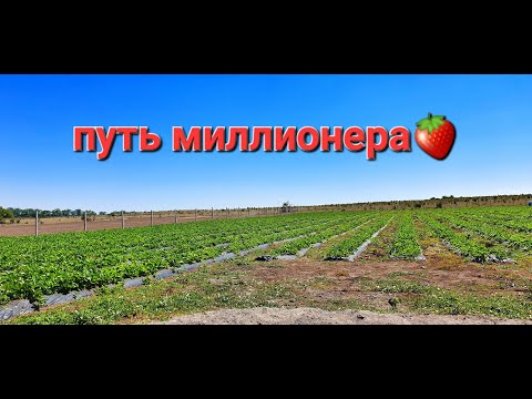 Видео: Путь миллионера! Бизнес план. Клубничный бизнес и тонкости начало этого вида деятельности.