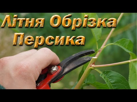 Видео: Летняя обрезка персика для хорошего урожая. Формировка персика летом