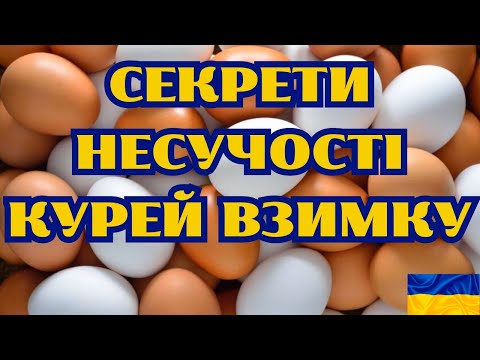 Видео: ТРИ ЗОЛОТИХ ПРАВИЛА , ЩОБ КУРИ ГАРНО НЕСЛИСЯ В ОСІННЬО-ЗИМОВИЙ ПЕРІОД@kyruvgaragi