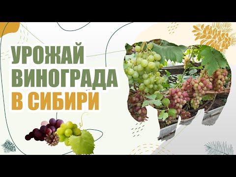 Видео: Урожай винограда в Сибири | 2021 🍇