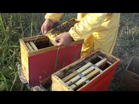 Видео: Подготовка нуклеуса к зимовке