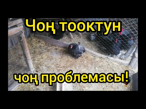 Видео: Ойдо жок жерден оорусун көрүп калдым. Айыктыра аламбы же өлөбү?