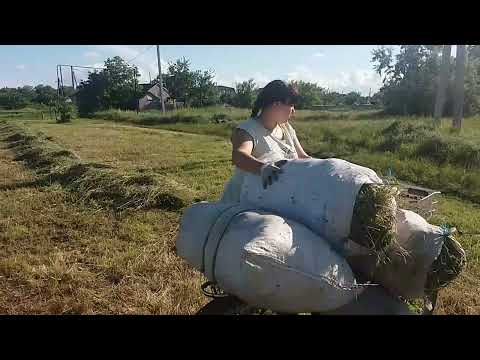 Видео: Коси коса пока роса ☆ Вода льет - сено гниет