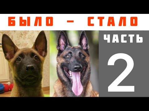 Видео: Щенок малинуа-2: было - стало. От «гадкого утенка» до мастера.