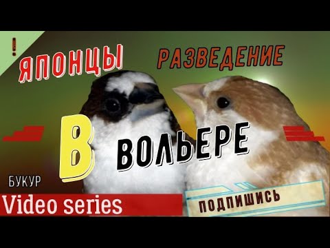 Видео: японские аммадины вольерное содержание амадины