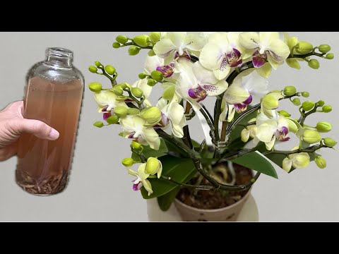 Видео: 1 флакон в неделю! Внезапно орхидея пускает корни и цветет круглый год