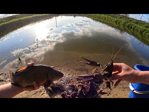 Видео: Разведение раков и рыбы в пруду возле дома ловля раков  @Жизнь У Пруда