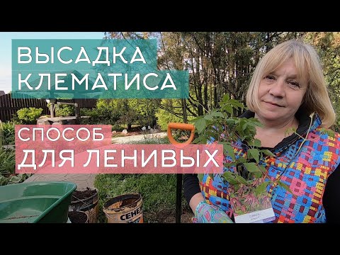 Видео: Высадка клематиса: способ для ленивых. Показываю на примере посадки клематиса княжик.