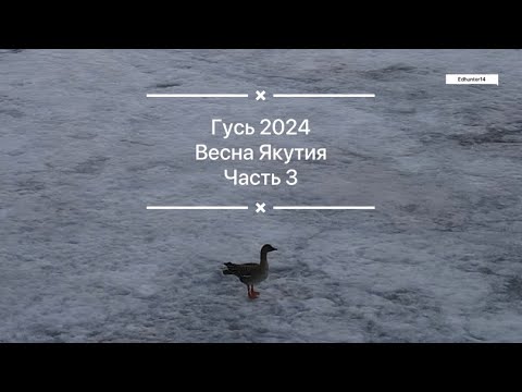 Видео: Рядом с Якутском тоже можно добывать гуся! Весна 2024 Часть 3
