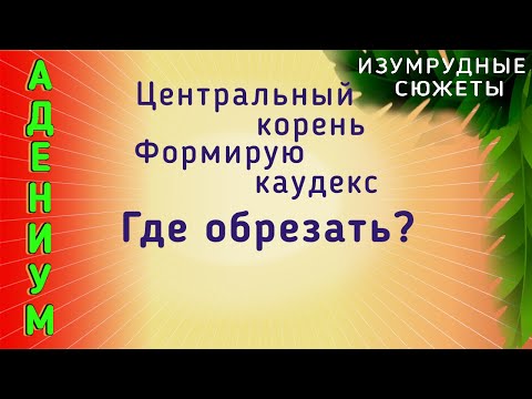 Видео: Формирование Адениума. Где Обрезать Каудекс Центральный Корень