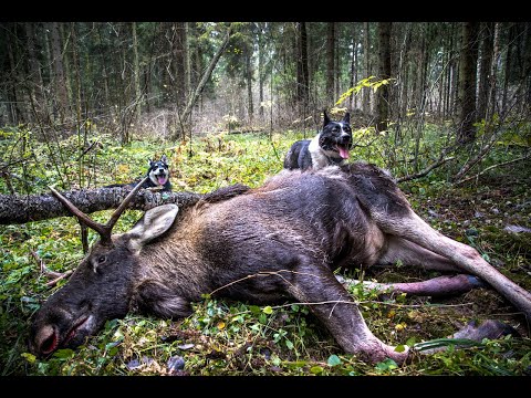 Видео: Загонная охота на лося и рецепт вкуснейшего стейка! Moose hunting best shots!