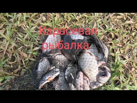 Видео: Караси на пригородном водоёме. Утренняя рыбалка.
