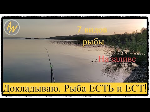 Видео: Плотва, окунь, язь и другие. Рыбалка на заливе в мае!